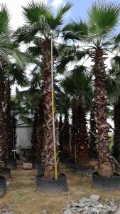 棕榈植物 老人葵 景观树 行道树