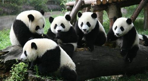 成都九寨熊猫乐园六日游