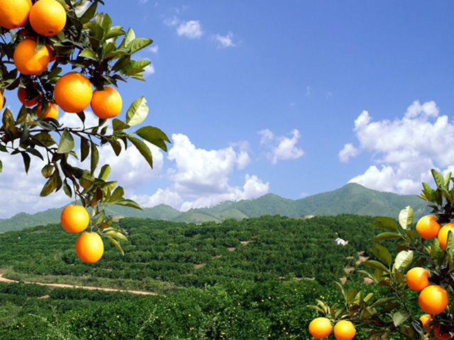 漳州脐橙销售