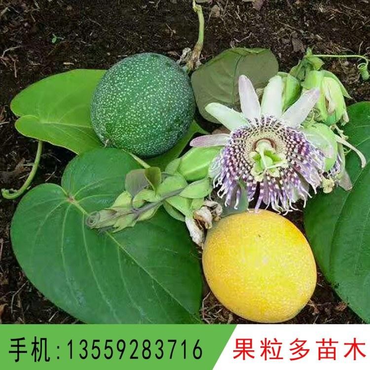 漳州热情果苗