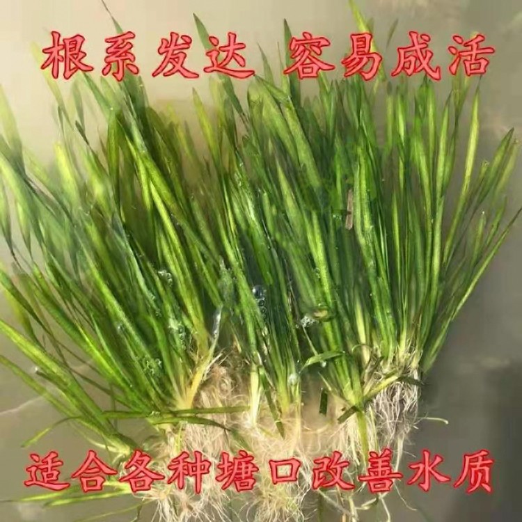 漳州龙虾养殖专用草