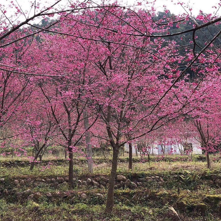 漳州山樱花