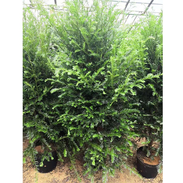 漳州红豆杉1.5米高