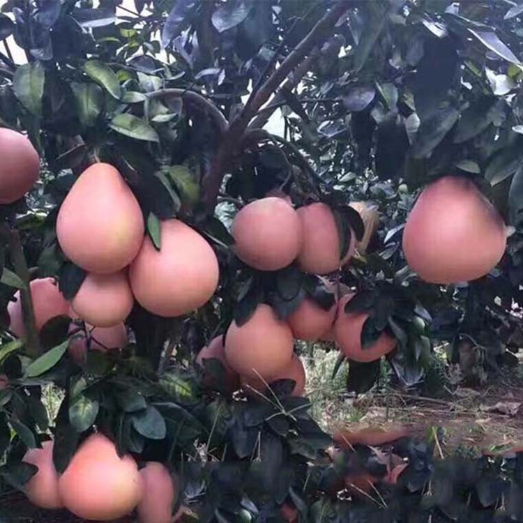 漳州平和大三红蜜柚苗
