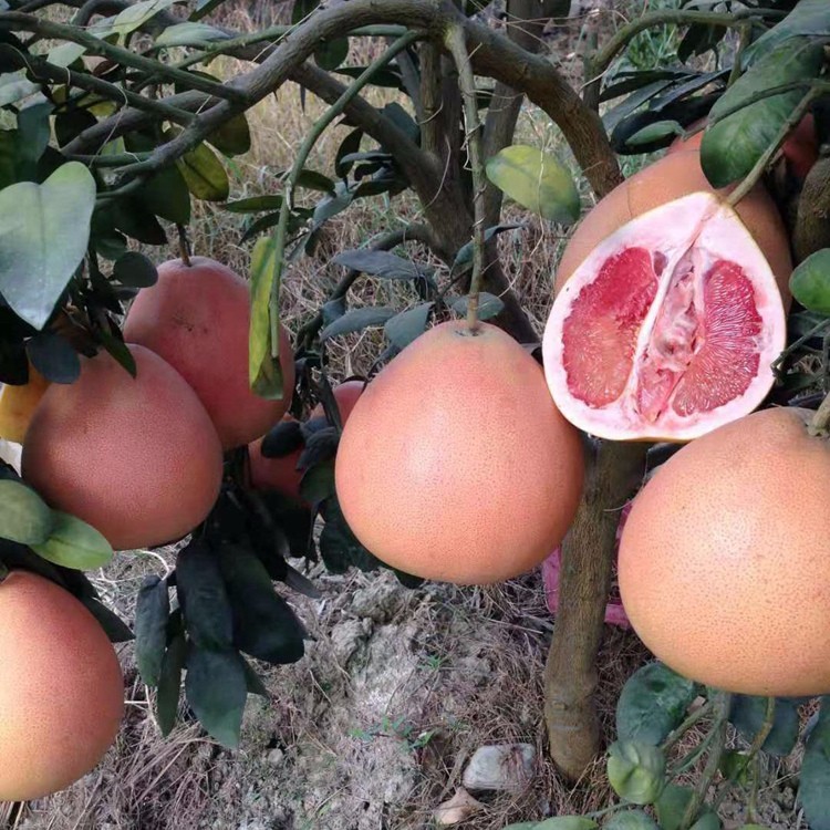 漳州平和苗南北方种植盆栽地栽嫁接三红蜜柚