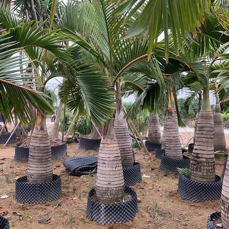 漳州双艺园林现货直供酒瓶椰子