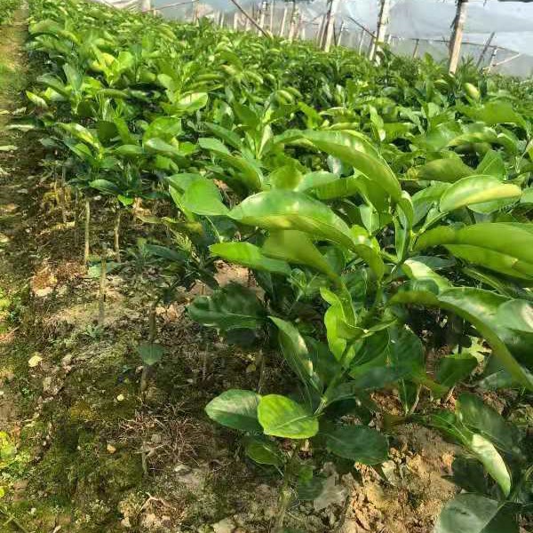 漳州水果种植培育优质台湾吉祥红柚苗