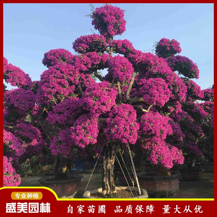 漳州三角梅盆景批发