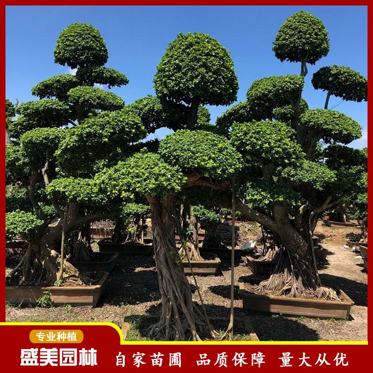 漳州批发重庆造型榕树盆景