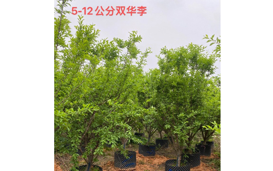 漳州苗木供应